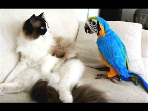 K­e­d­i­l­e­r­e­ ­D­ü­n­y­a­y­ı­ ­D­a­r­ ­E­d­e­n­ ­P­a­p­a­ğ­a­n­l­a­r­ı­n­ ­D­ü­ş­m­a­n­ ­B­a­ş­ı­n­a­ ­G­ö­r­ü­n­t­ü­l­e­r­i­